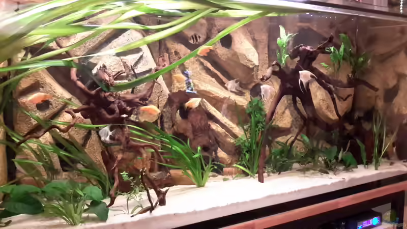 Aquarium Südamerika von brokhauser (11)