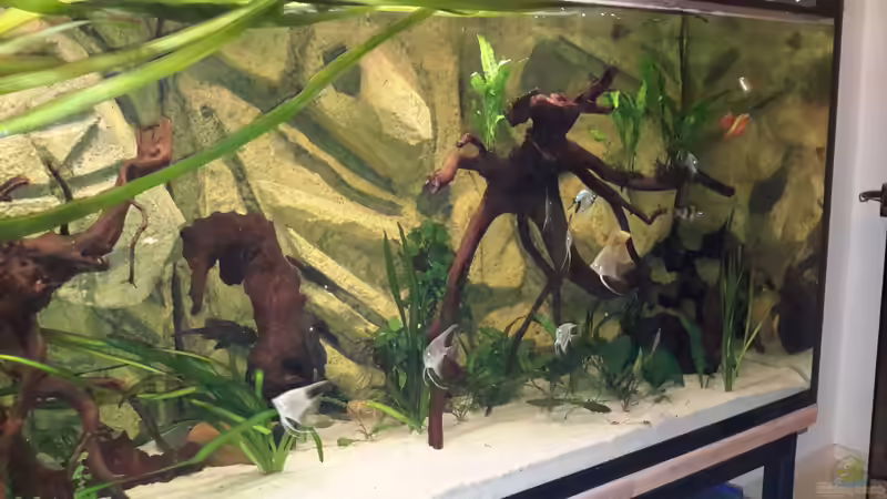 Aquarium Südamerika von brokhauser (12)