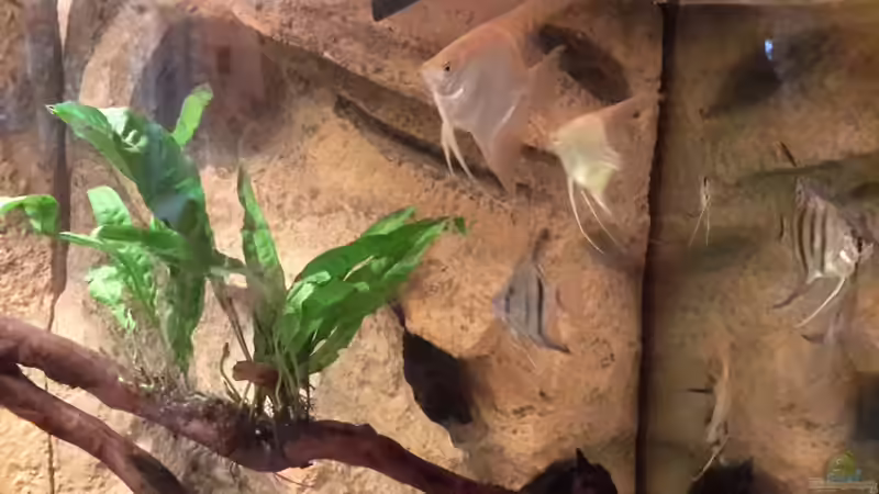 Aquarium Südamerika von brokhauser (6)