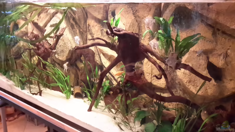 Aquarium Südamerika von brokhauser (7)