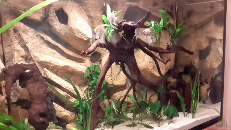 Aquarium Südamerika von brokhauser (9)