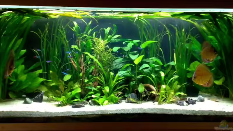 Aquarium Südamerika von Chris_R. (2)