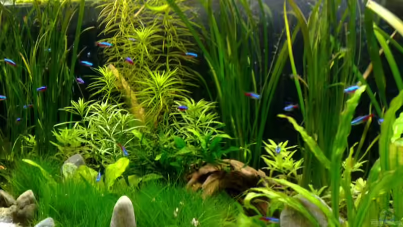 Aquarium Südamerika von Chris_R. (3)