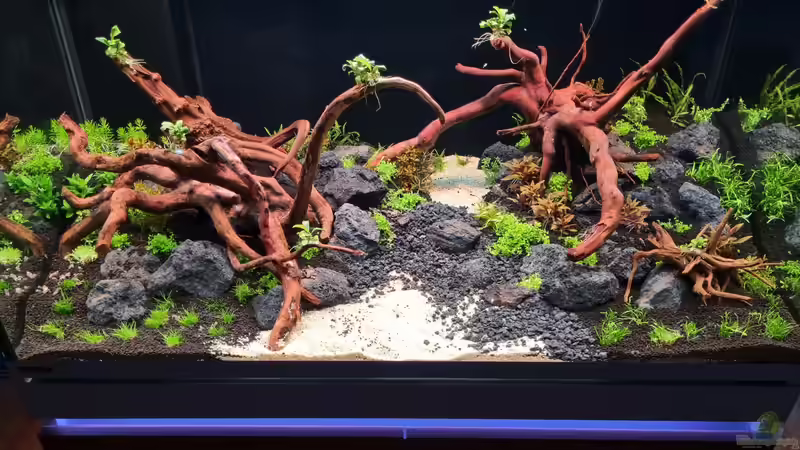 Aquarium Südamerika von FR (4)