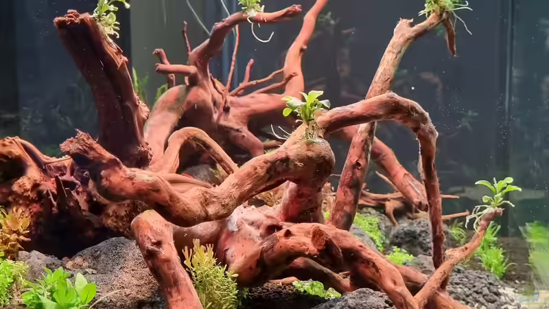 Aquarium Südamerika von FR (5)