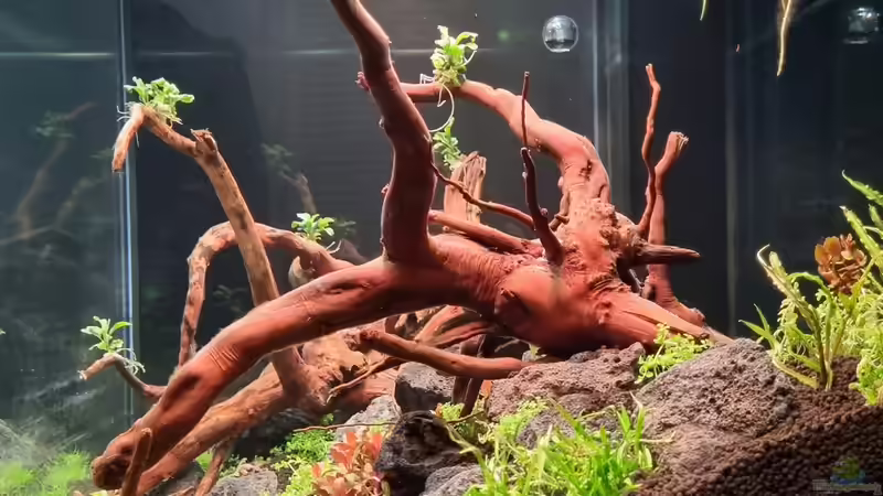 Aquarium Südamerika von FR (6)