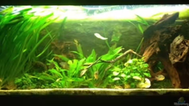 Aquarium Südamerika von Grüffelo (2)