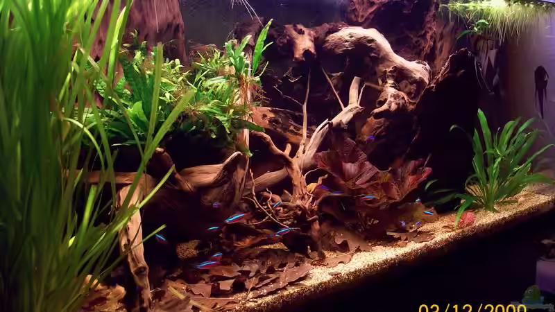 Aquarium Südamerika von Heiko Bischof (2)