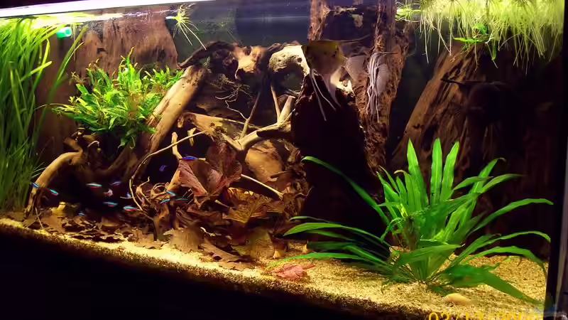 Aquarium Südamerika von Heiko Bischof (3)