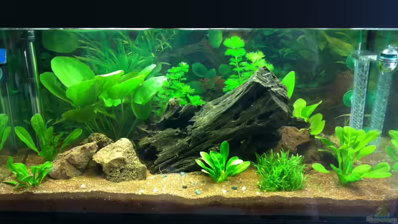 Aquarium Südamerika von Hörnchen (2)