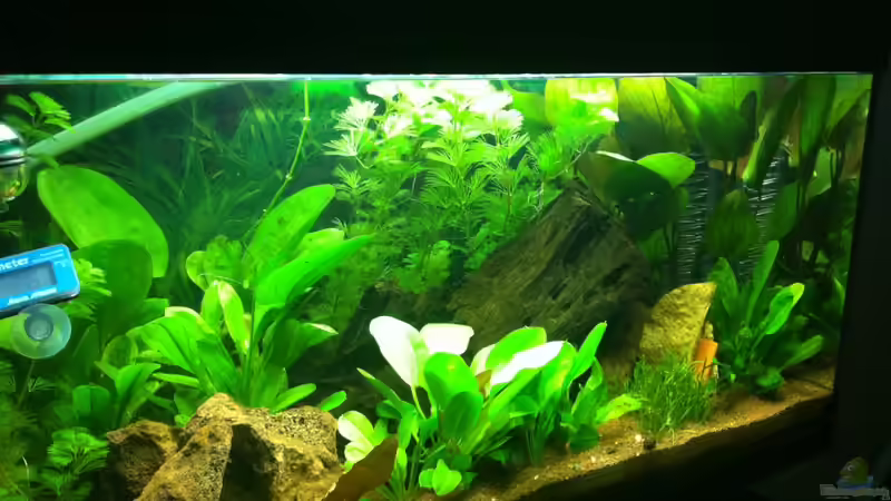 Aquarium Südamerika von Hörnchen (3)