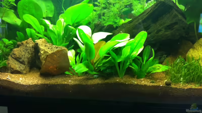 Aquarium Südamerika von Hörnchen (4)