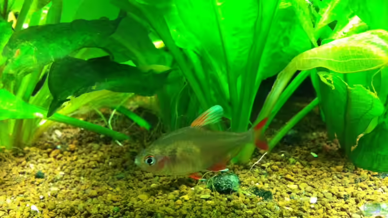 Aquarium Südamerika von Hörnchen (5)