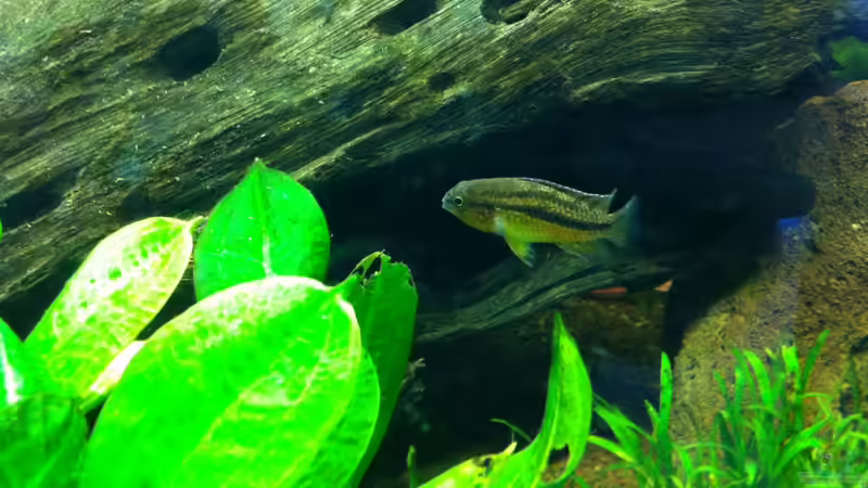 Aquarium Südamerika von Hörnchen (6)