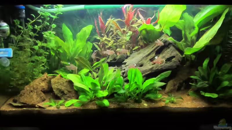 Aquarium Südamerika von Hörnchen (8)