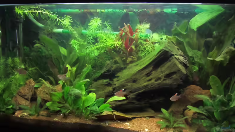 Aquarium Südamerika von Hörnchen (9)