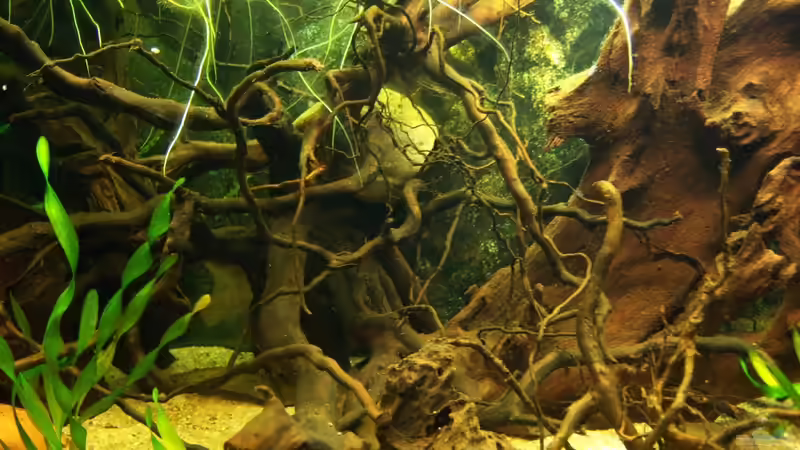 Aquarium Südamerika von ingrid (2)