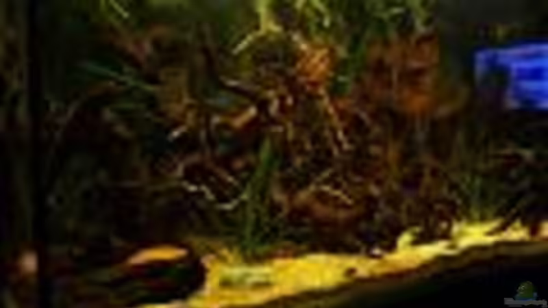 Aquarium Südamerika von ingrid (3)