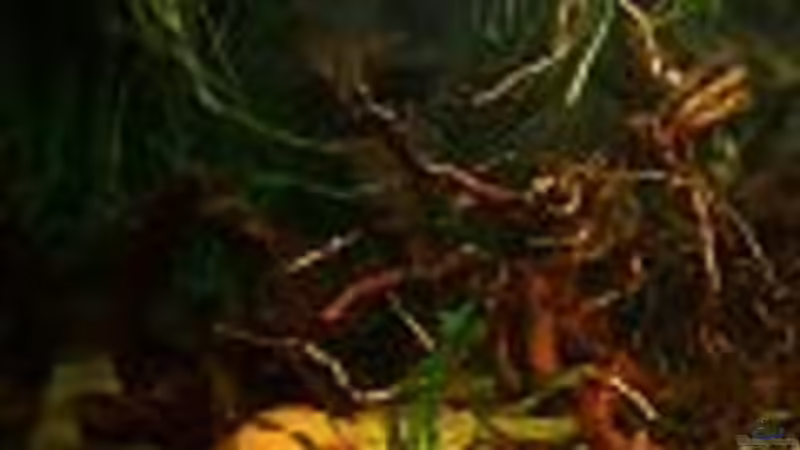 Aquarium Südamerika von ingrid (4)