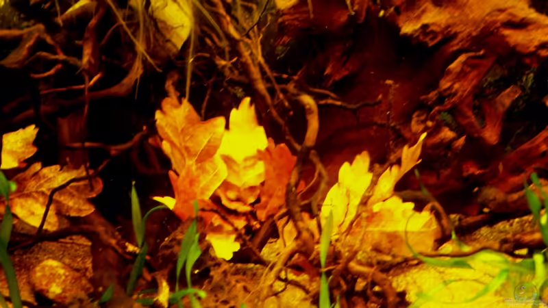 Aquarium Südamerika von ingrid (7)