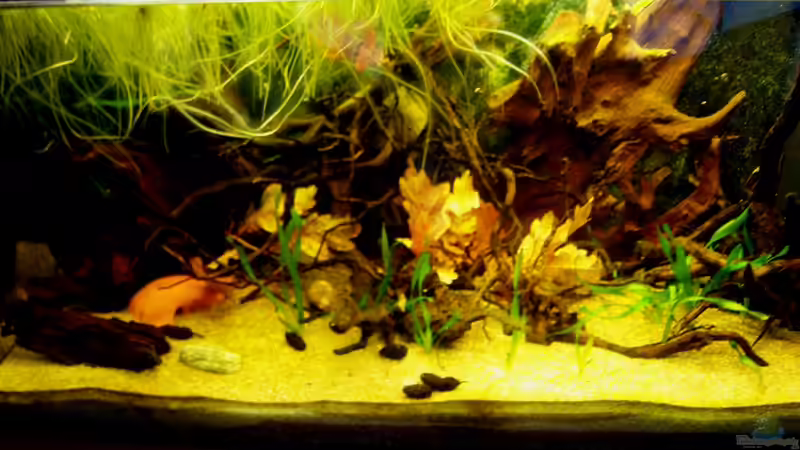 Aquarium Südamerika von ingrid (8)