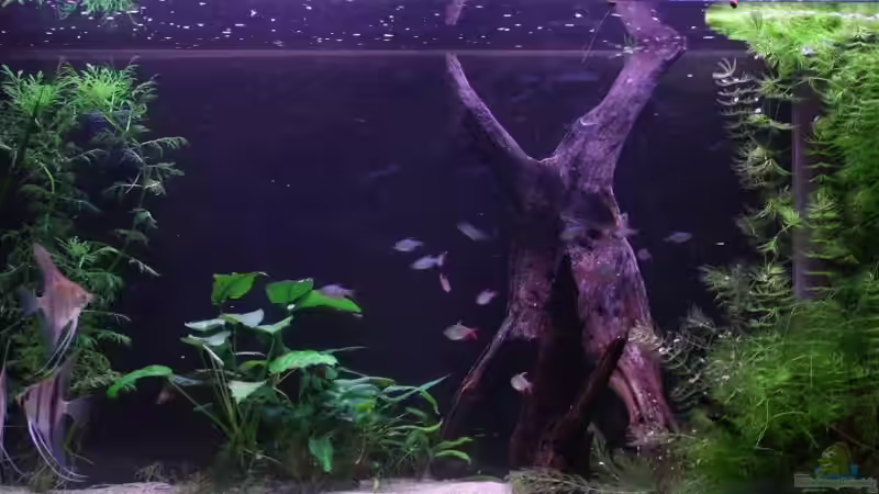 Aquarium Südamerika von makirsch (2)