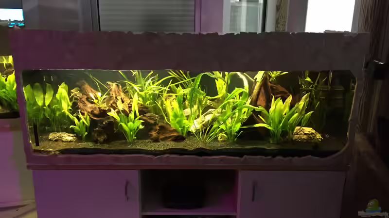 Aquarium Südamerika von Marius Stößer (50)