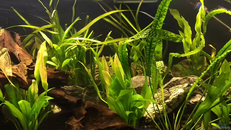 Aquarium Südamerika von Marius Stößer (52)