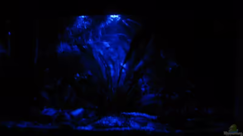 Aquarium Südamerika von Marlone (4)