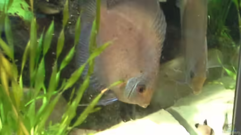 Aquarium suedamerika von Michael Bodem (24)