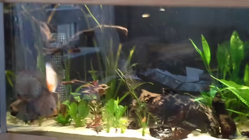 Aquarium suedamerika von Michael Bodem (25)