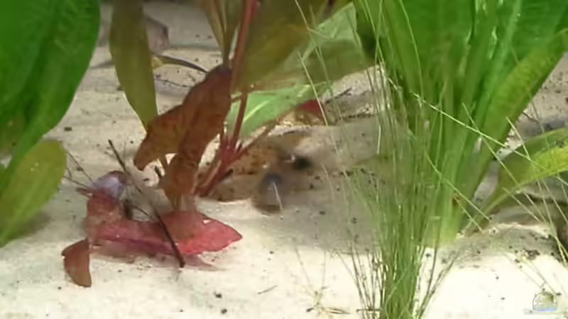 Aquarium suedamerika von Michael Bodem (26)