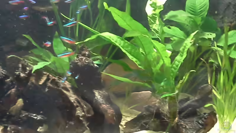 Aquarium suedamerika von Michael Bodem (28)