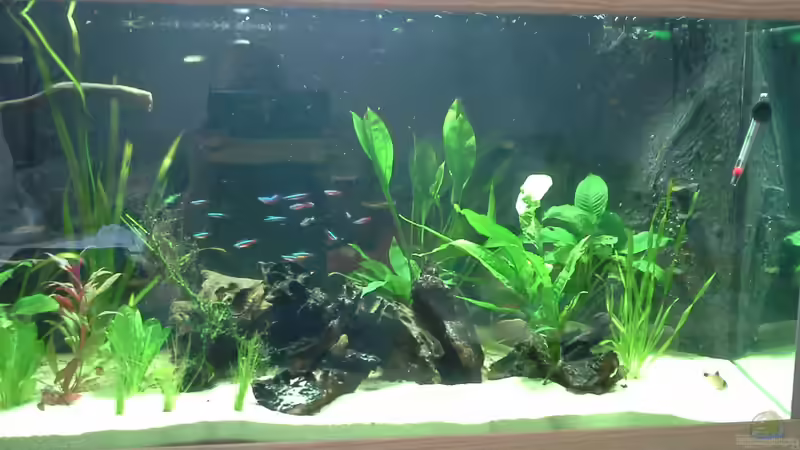 Aquarium suedamerika von Michael Bodem (3)