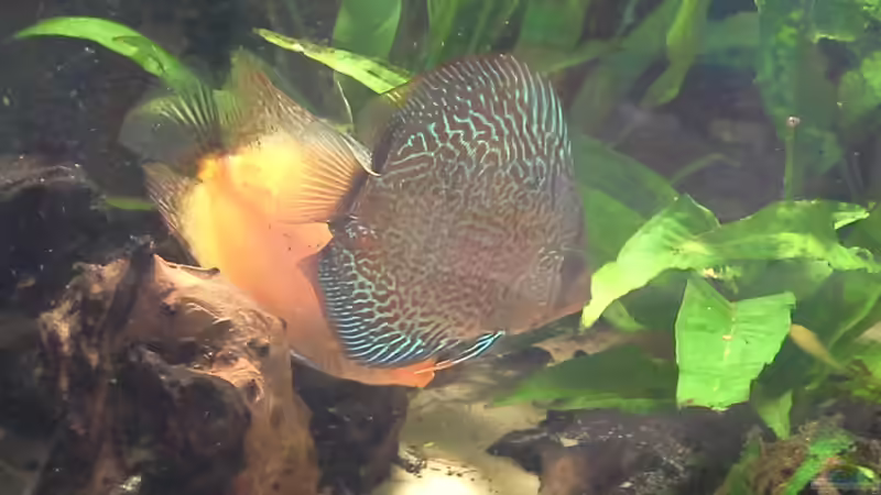 Aquarium suedamerika von Michael Bodem (8)