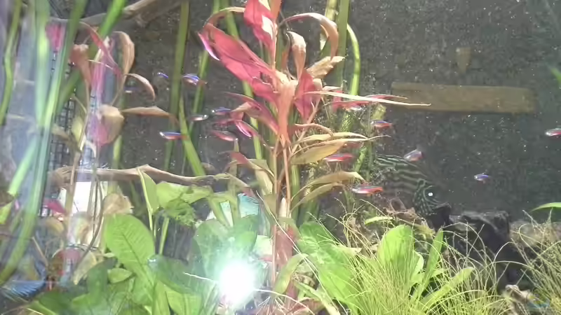 Aquarium suedamerika von Michael Bodem (9)