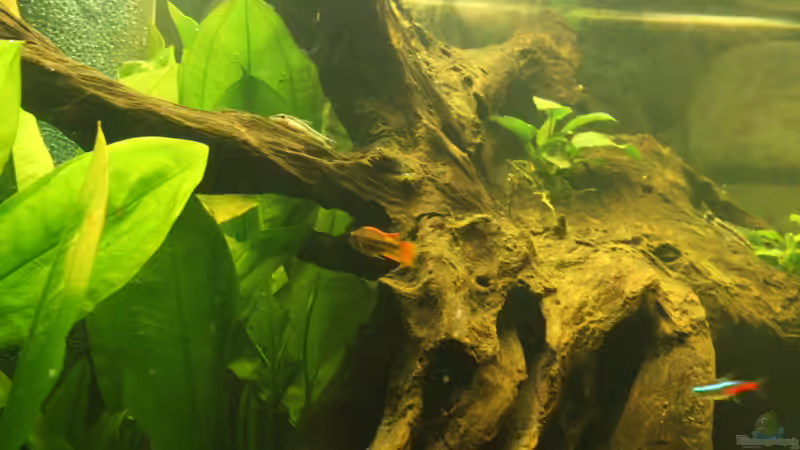 Aquarium Südamerika von Mike Reimann (11)