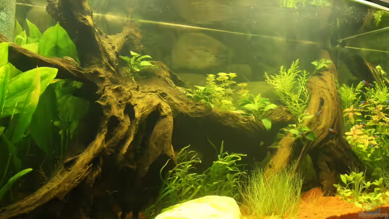 Aquarium Südamerika von Mike Reimann (5)