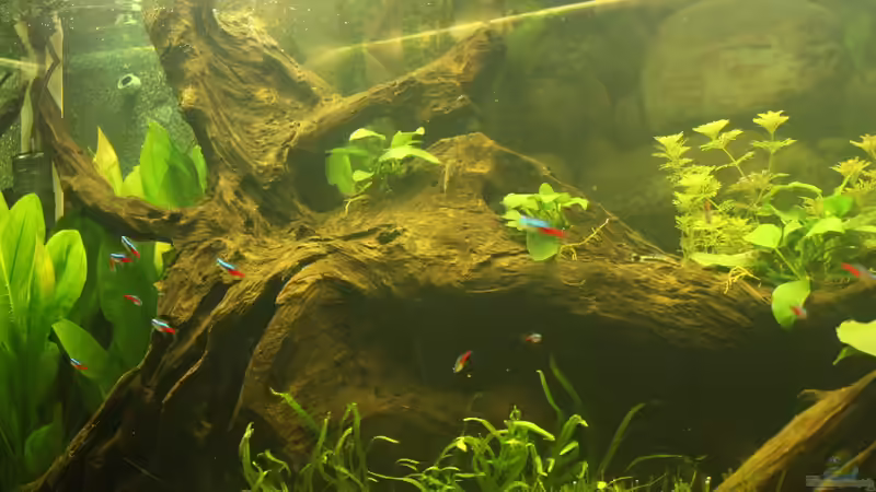 Aquarium Südamerika von Mike Reimann (6)