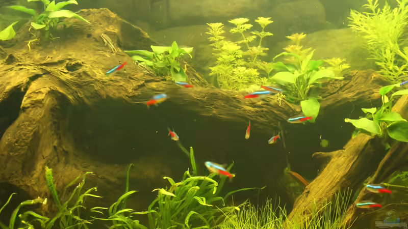 Aquarium Südamerika von Mike Reimann (7)