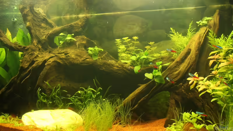 Aquarium Südamerika von Mike Reimann (8)