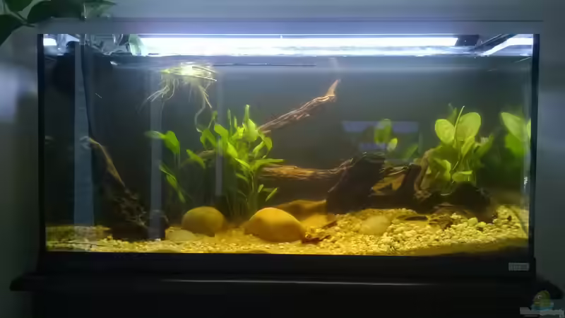 Aquarium Südamerika von Silvio (6)