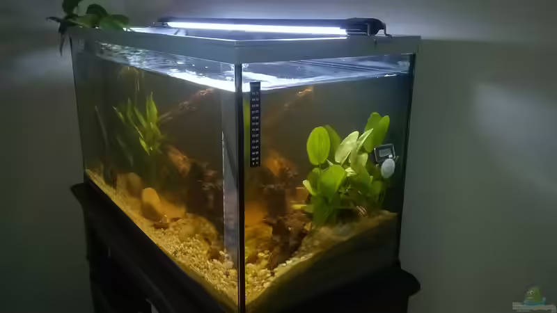 Aquarium Südamerika von Silvio (9)