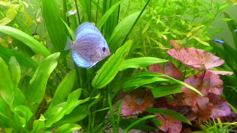 Aquarium Südamerika von Thommy1987 (2)