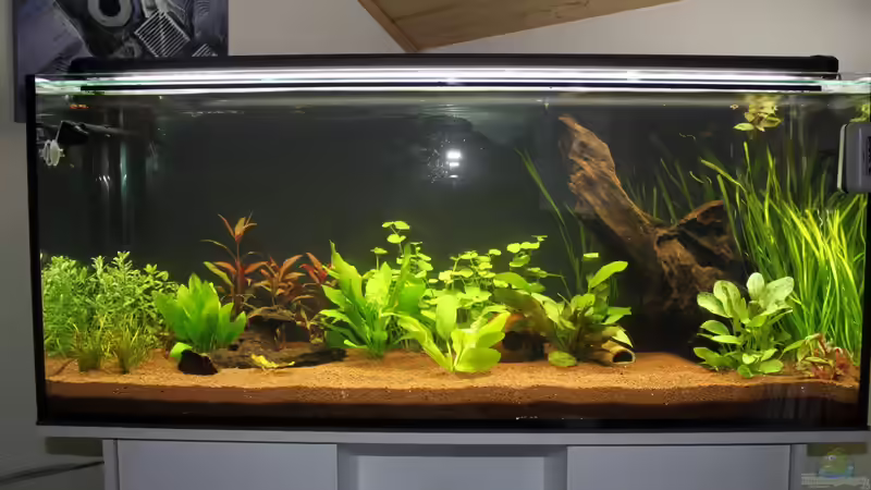 Aquarium Südamerika von urml87 (3)