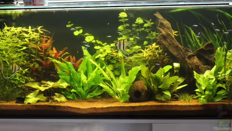 Aquarium Südamerika von urml87 (4)