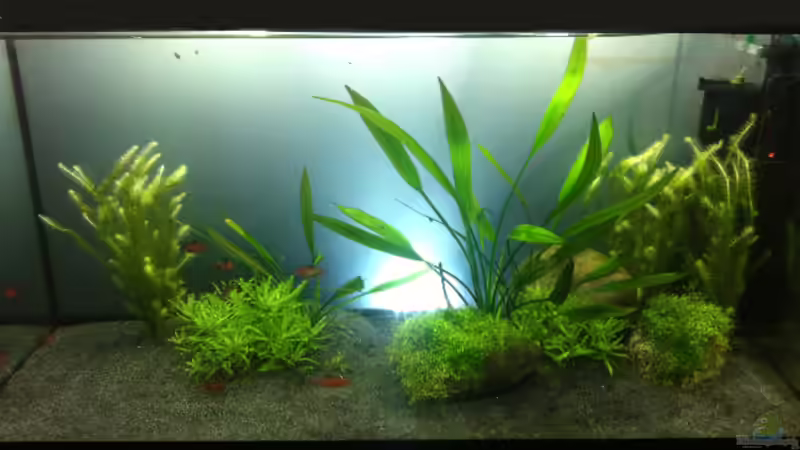 Aquarium Südamerika von vanHouten (2)