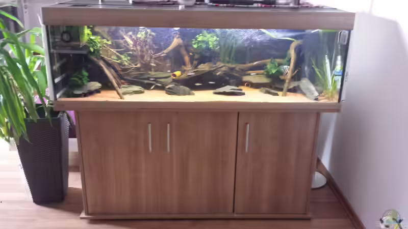 Aquarium Südamerika Zebra Gesellschaftsbeken von Fischflüsterer (2)