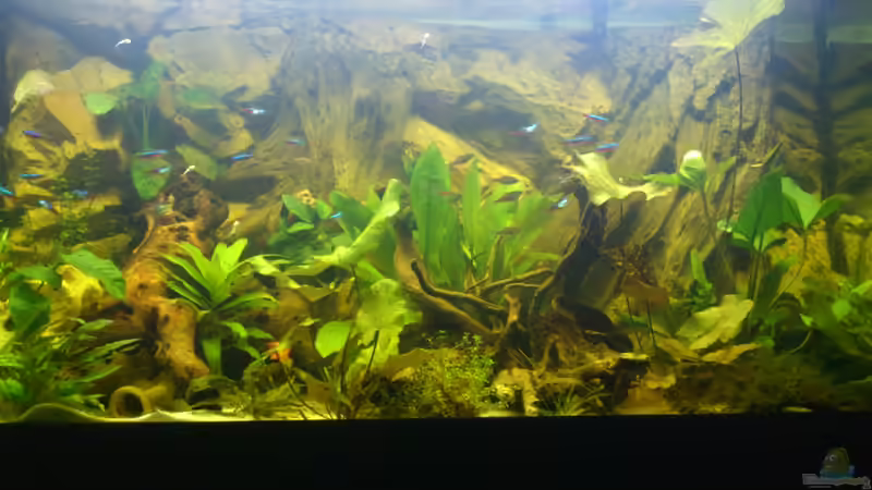 Aquarium Südamerika Zwergbuntbarsche von Alsi (10)
