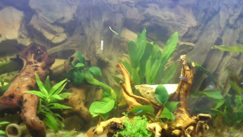 Aquarium Südamerika Zwergbuntbarsche von Alsi (11)